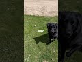 Life should be this fun everyday! #viral #puppy #dog