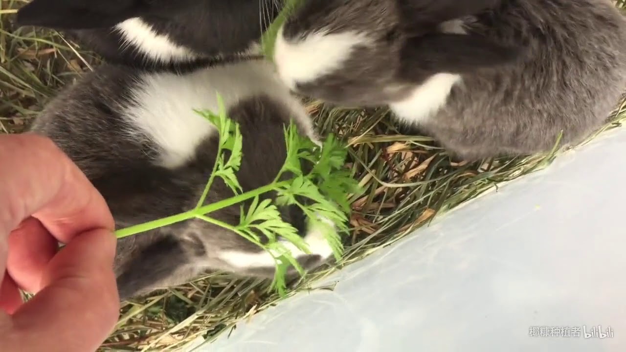 小兔子爱吃什么菜试吃9种青菜