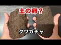 クワガタが入っているという巨大な土の卵を取り出していくぜ