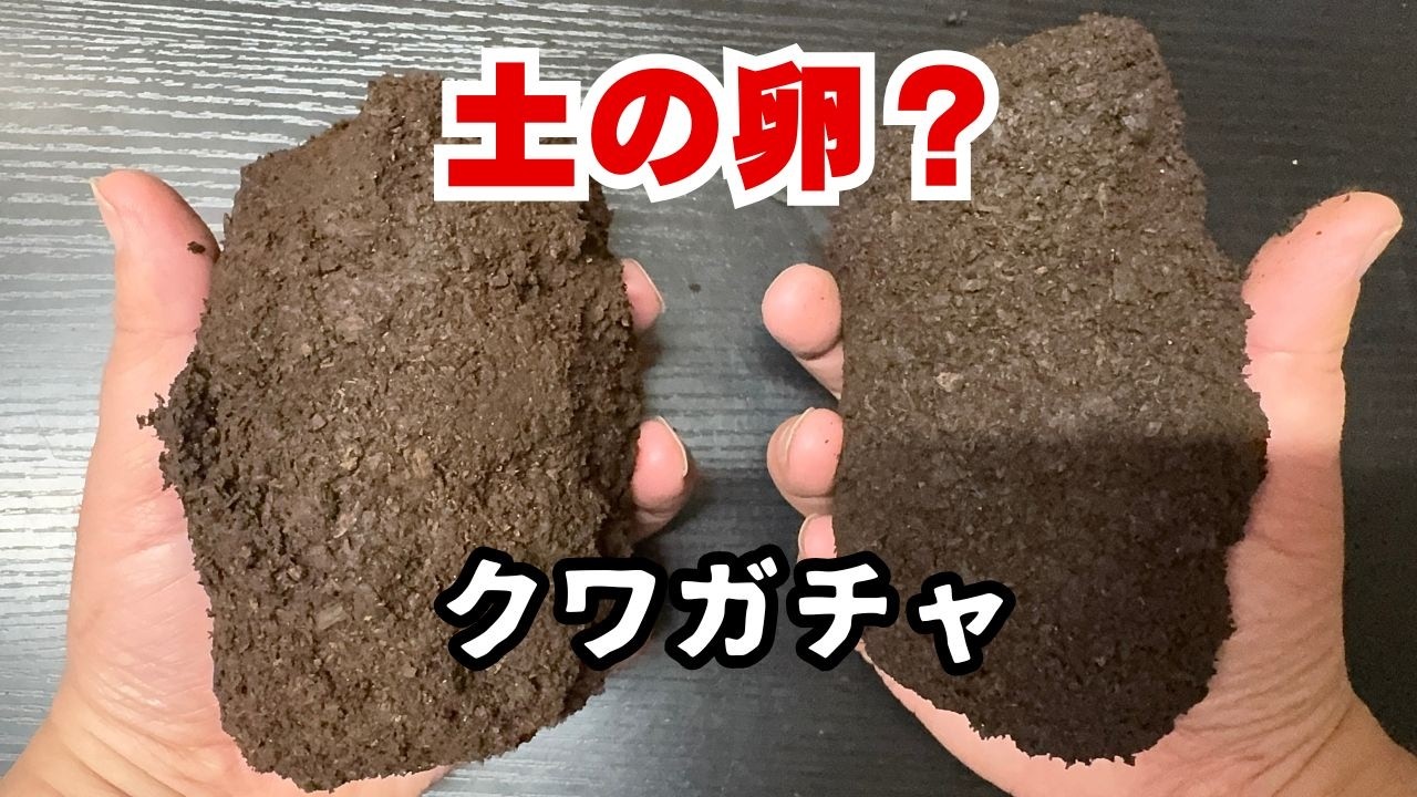 クワガタが入っているという巨大な土の卵を取り出していくぜ