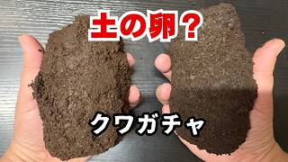 クワガタが入っているという巨大な土の卵を取り出していくぜ