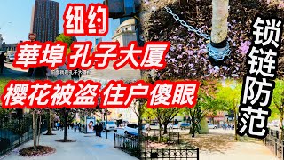 纽约 華埠孔子大厦樱花被盗住户傻眼锁链防范史无前例令人惊讶 2024年4月26日