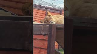 Лучше СМОТРЕТЬ про ШЕРХАНА! Минский зоопарк