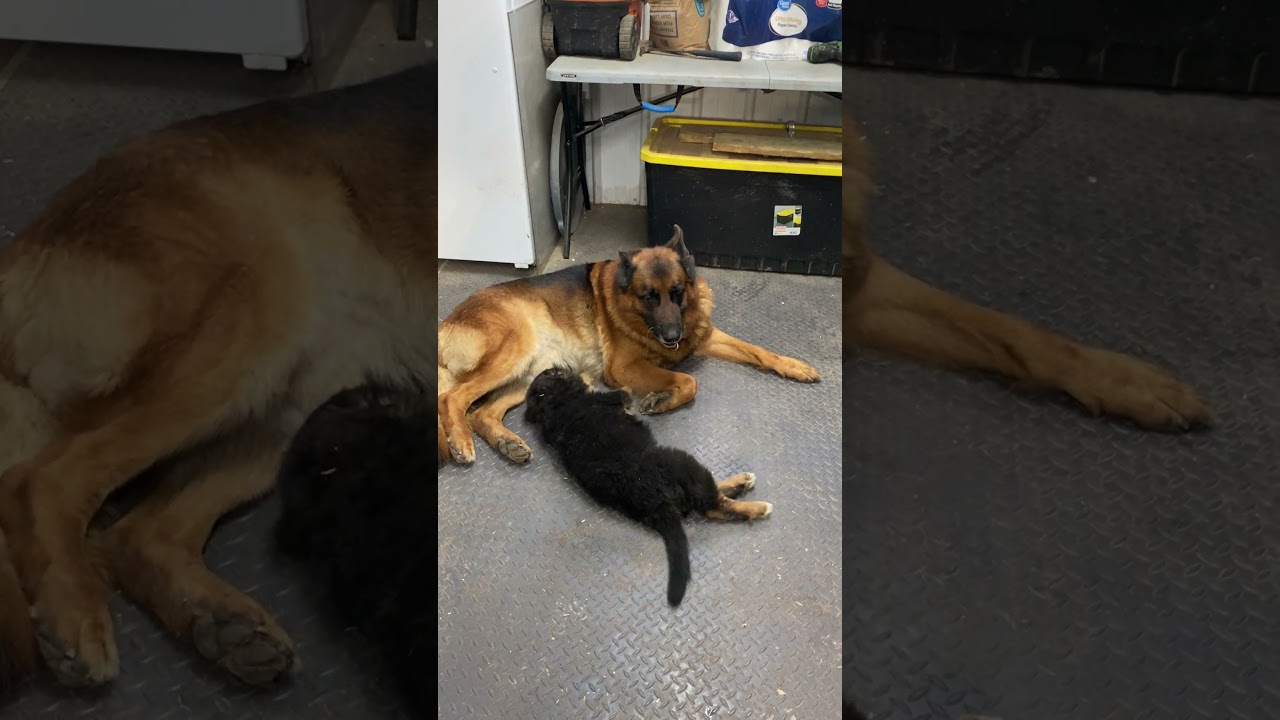 GSD puppy scolded by Daddy!