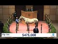 COUNTY FINAL sells for $475,000 at the July Horses of Racing Age sale (2020, Hip 166)