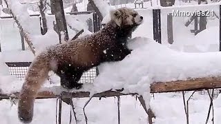 Watch your step！ Red Panda fell down~気をつけて！ココちゃん