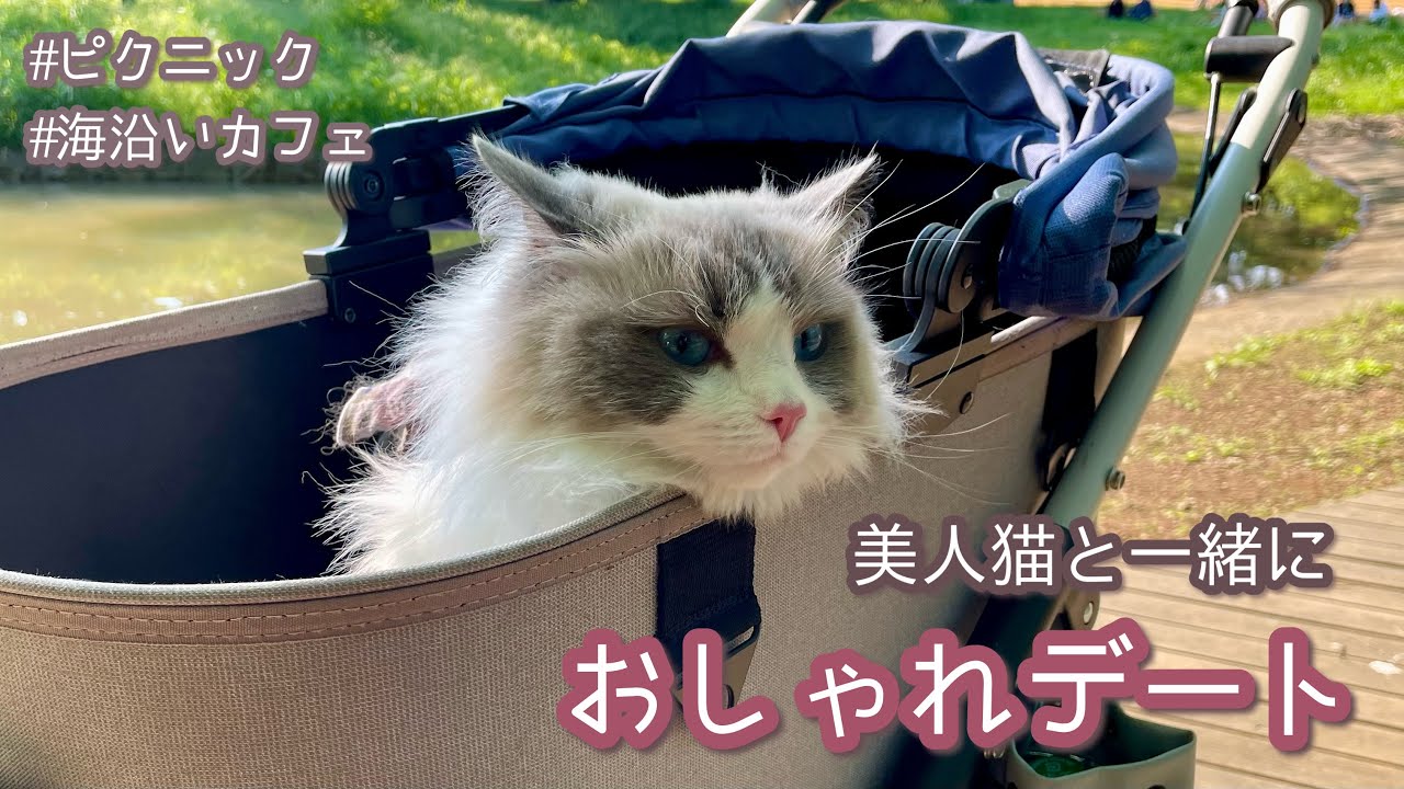 【美人猫とお出かけ】おしゃれデート｜超高級ペットカート借りてみた