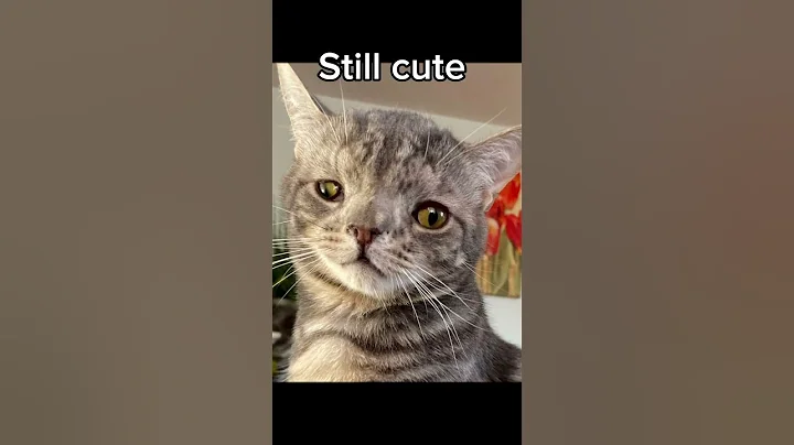 Animals With Down Syndrome 😳 #shorts - DayDayNews
