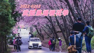 2022-0212 武陵農場櫻花季
