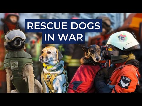 How search-and-rescue dogs help Ukrainian forces during the war. Ukraine in Flames #343