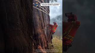 Massive Tree Felling with a Professional Chainsaw | Precision Logging Skills