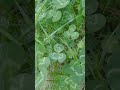幻の５っ葉クローバー発見😳‼️　Discovery of a phantom five-leaf clover