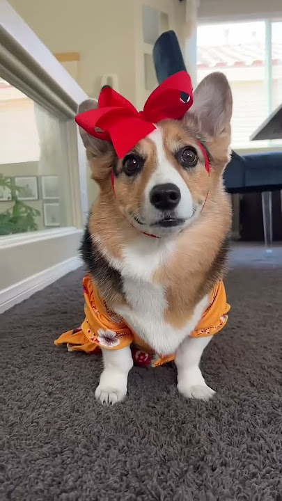 Corgis and Cat Team Up! #dogs #cats #shorts