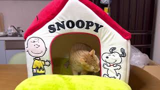 ✨ｽﾇｰﾋﾟｰのﾋﾞｯｸﾞﾍﾟｯﾄﾊｳｽ✨