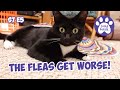 The Flea War Intensifies! - S7 E5 - Lucky Ferals Vlog - Life With 11 Cats - Cat Video Compilation