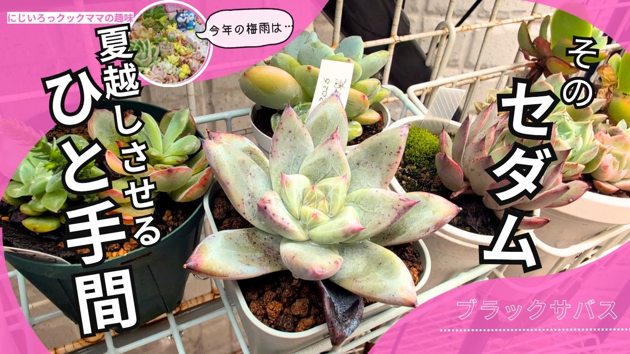 その他観葉植物 Maefull Gems Succulents] Tips to Help Your Sedum Survive the Summer! [Nijiiro