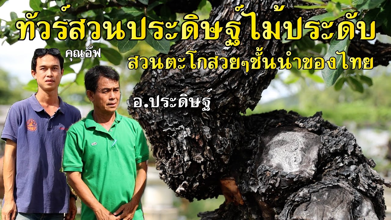 Bonsai Station [Tour Station] EP.27 ทัวร์สวน ประดิษฐ์ไม้ประดับ สุพรรณบุรี ตะโกสวยๆชั้นนำของประเทศไทย