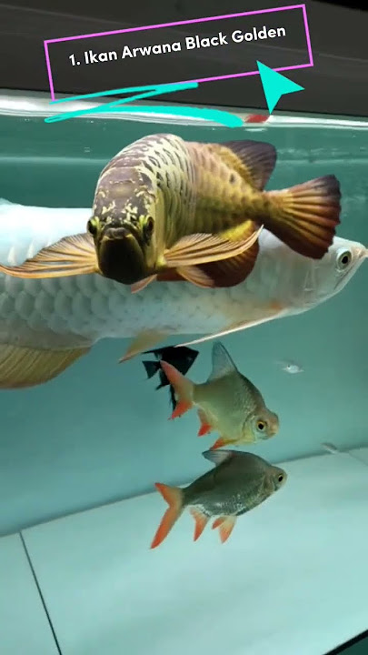 5 Types of Sultan Arowana Fish | #shorts #ornamentalfish #arowana