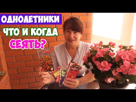 Видео: Едят ли кролики клеомы?