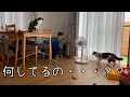 1歳娘の奇行を優しく見守る猫兄弟