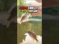 生きた魚2連結したらヌシ釣れた