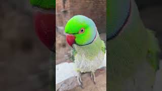 Haye Garmi #parrot #parrottalking #funny #comedy
