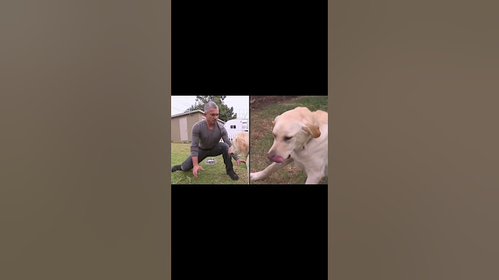 dog whisperer Cesar Millan, got bitten a dog. #dog #dogs #doglover #kinagatngaso