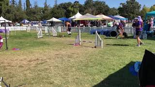 Cherry - Bark in the Park 2018 San Jose CA Agility demo