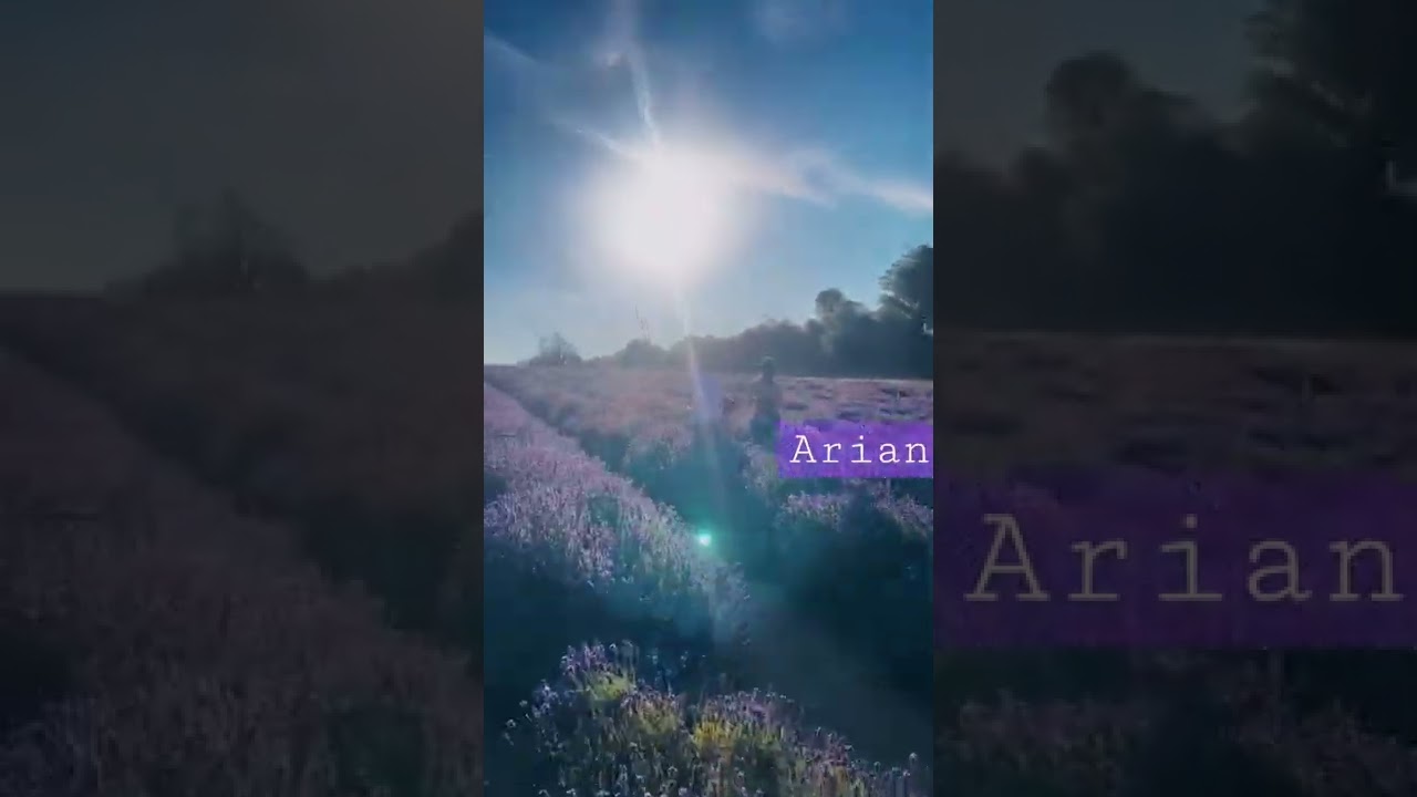 Lovely Lavender Farm 