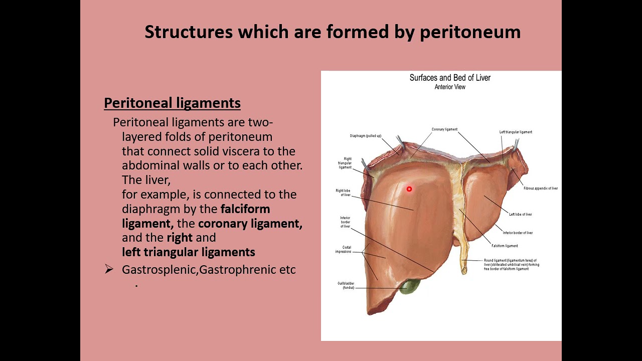 Lecture of Dr. Ammara Sarwar on topic Peritoneum & Peritoneal Folds ...