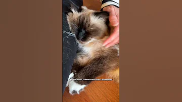 Почему кошка ложится спать рядом с хозяином 😄