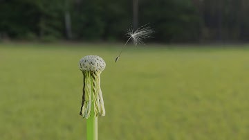 Dandelion model in breeze