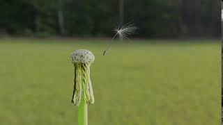 Dandelion model in breeze