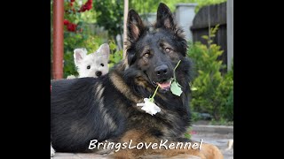 German Shepherd and the West Highland white terrier (westie)  The dog is a friend for life