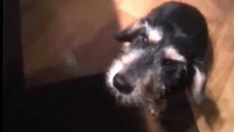 Perché il cane trema e batte i denti?