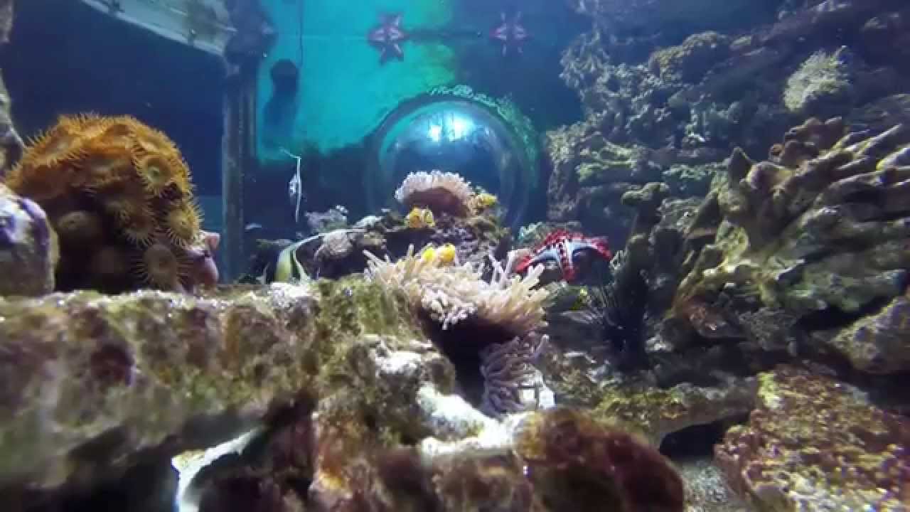 Akvarium Trupicarium Budapest - YouTube