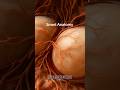 The Secret Journey of Identical Twins #conception #twins #embryo #heartbeat #pregnancy