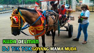Naik Kuda Delman Istimewah - Dj Tik Tok Goyang Mama Muda - Horse Drawn Carriage - Tato Denggel