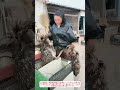 巨大鳥を安全に輸送！農家の知恵が生んだ低コスト鸵鳥運搬術 #農業技術