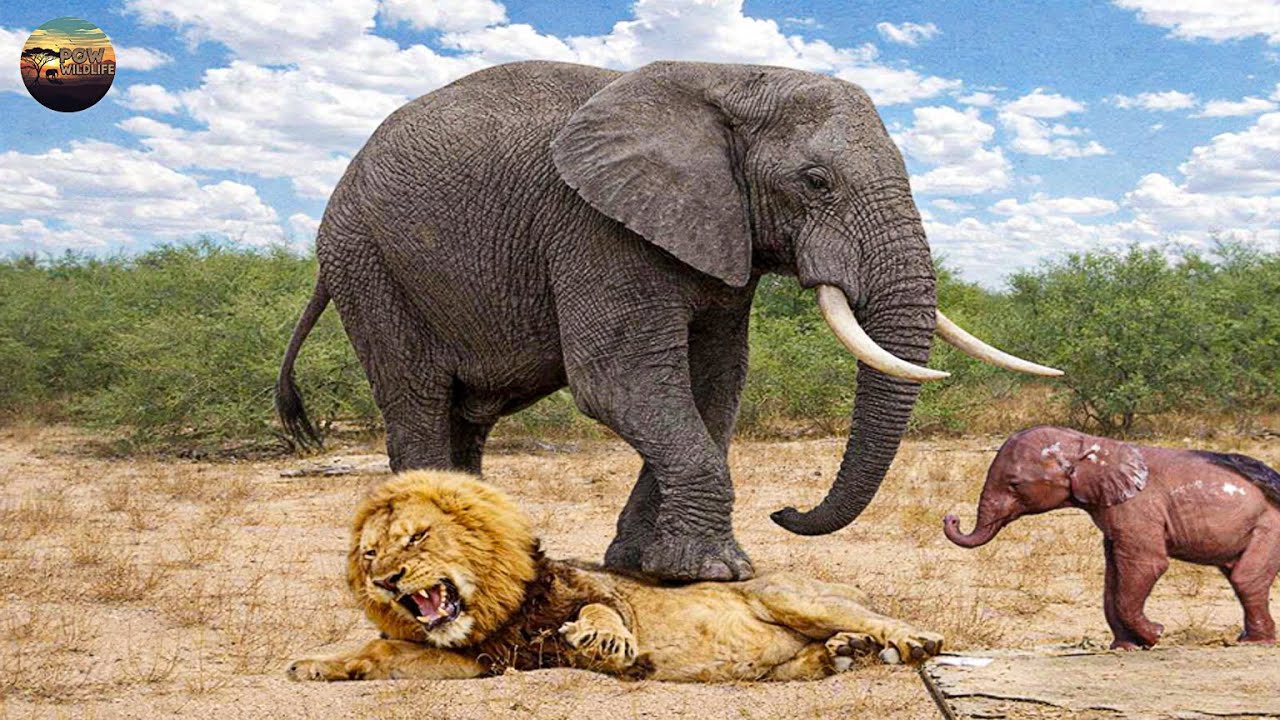 Thảo Nguyên Châu Phi – Sức Mạnh Thật Sự Của Voi Mẹ Đầu Đàn Trước Kẻ Săn Mồi | POW –Thế Giới Động Vật