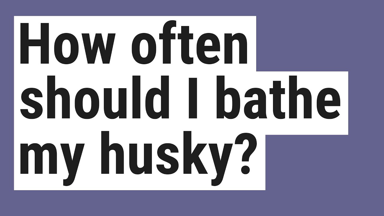 How Often Should I Bathe My Husky YouTube how-often-should-i-bathe-my-husky-youtube