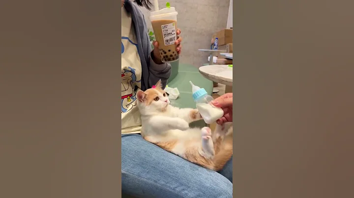 cat drinking milk very cute cat    #mybloopers - DayDayNews