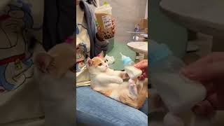 cat drinking milk very cute cat    mybloopers