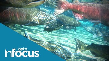 Salmon: The decline and what