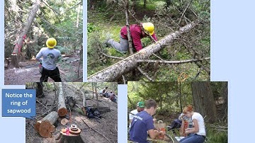 Allometry ML autotron