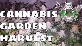 Sneak Peek of our Garden Harvest! ReCon and Blue Dream Close ups! Two of the Greats!