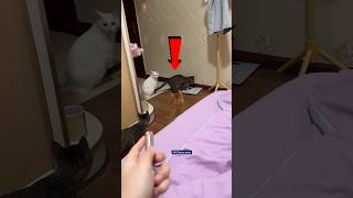 She Used Her Cat to Turn Off the Lights 😹💡 | Smart Cat Trick! 🐱