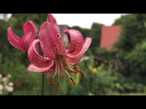 Video: Kobylka Nebo Kudrnatá Lilie Lilium Martagon