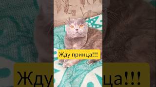 #shorts #funny #comedy #c #cat #cute #love #рекомендации #подпишись