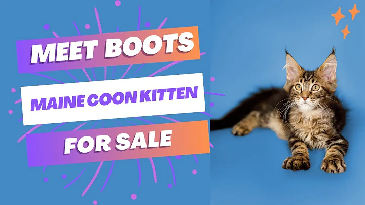 Watch the video about Boots Maine Coon Kittens For Sale | Adorable and Healthy Felines | Purebred Kitties